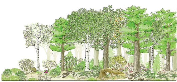 A hand drawing of a forest timeline depicting changes in vegetation from shrubs to hardwood trees to conifer trees with a changing understory beneath.