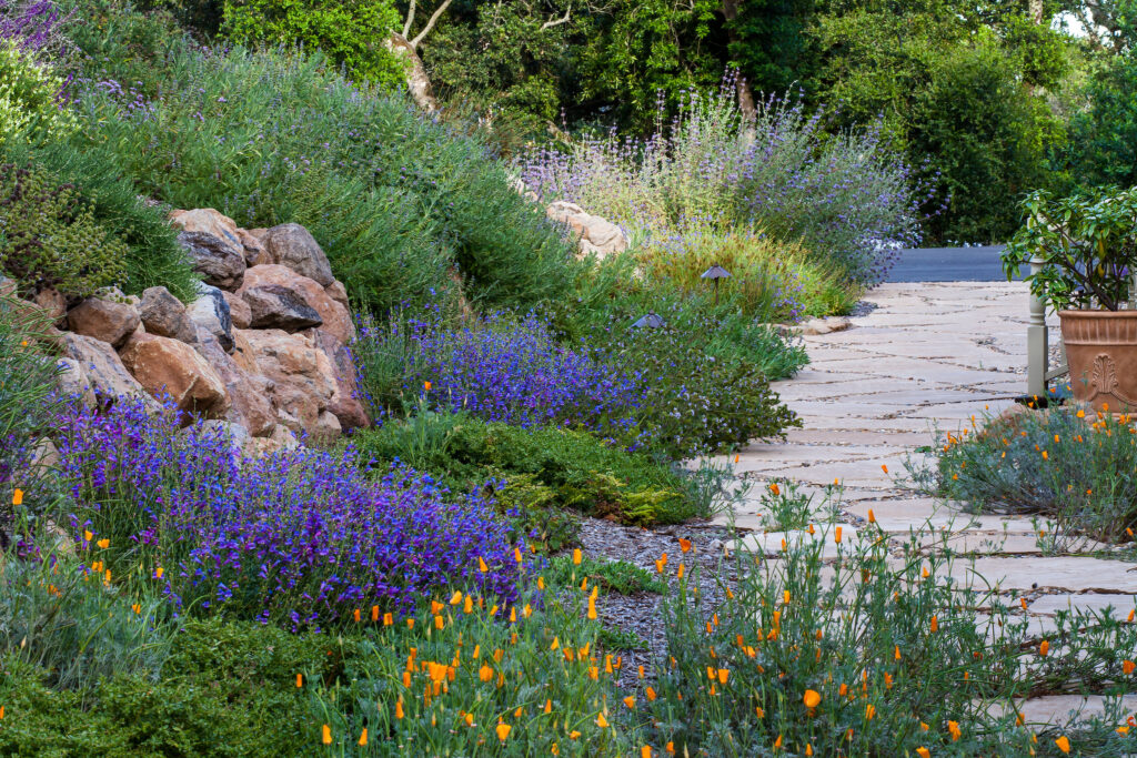 Penstemon heterophyllus, foothill beardtongue California native plant flowering on hillside bern with Salvia sonomensis, Creeping Sage by flagstone path as hardscape setback in firewise garden, Sonoma County, California; April Owens Design
