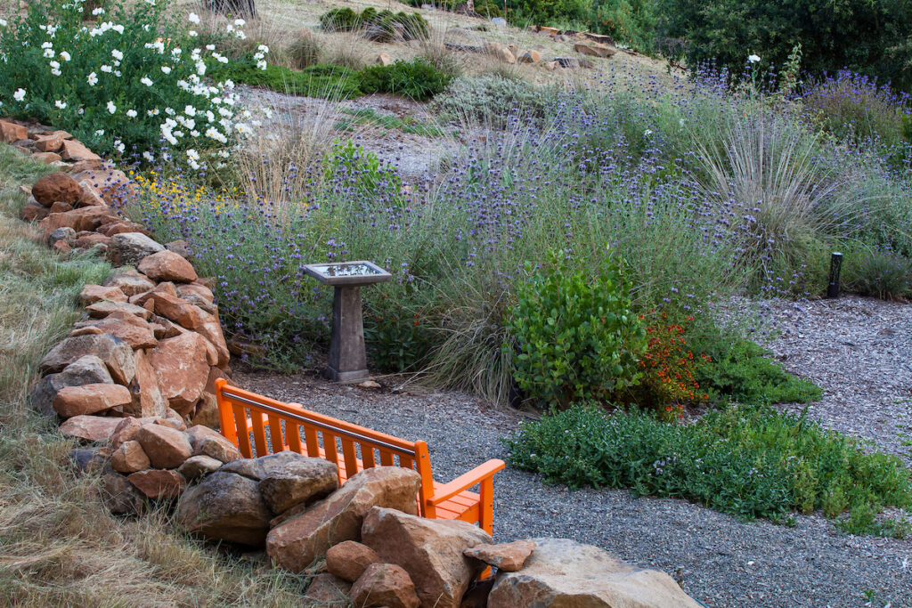 Bench next to rock wall overlooking birdbath with Salvia clevelandii (Cleveland sage), California native plant flowering island bed in gravel paths in firewise garden, Sonoma County, California; April Owens Design
